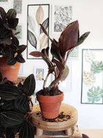 Ludisia Discolor Black monjungle