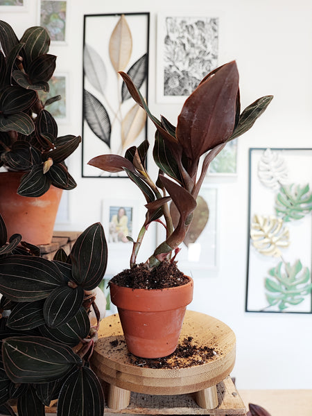 Ludisia Discolor Black boutures, Bijou orchidée plante de maison noir