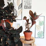 Ludisia Discolor Black monjungle