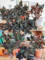Ludisia Discolor Black monjungle