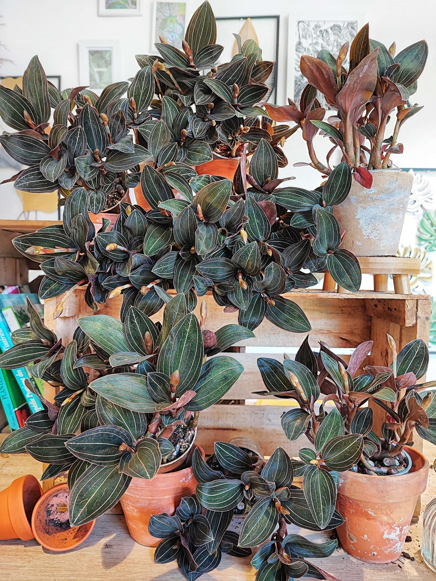 Ludisia Discolor Black monjungle