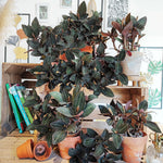 Ludisia Discolor Black monjungle