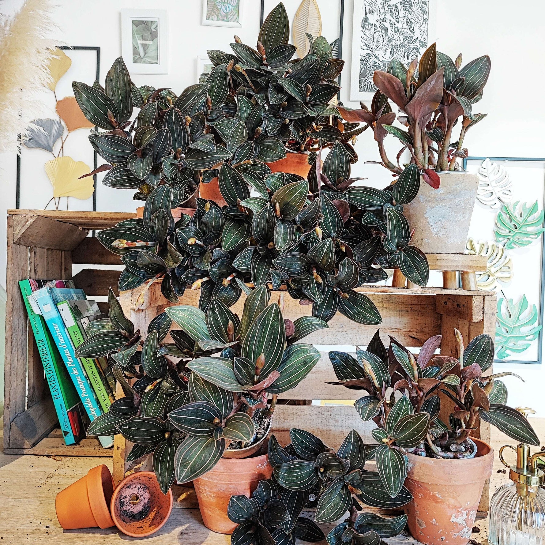 Ludisia Discolor Black monjungle