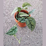 Scindapsus SILVER LADY, Rare plante argentée tombante monjungle