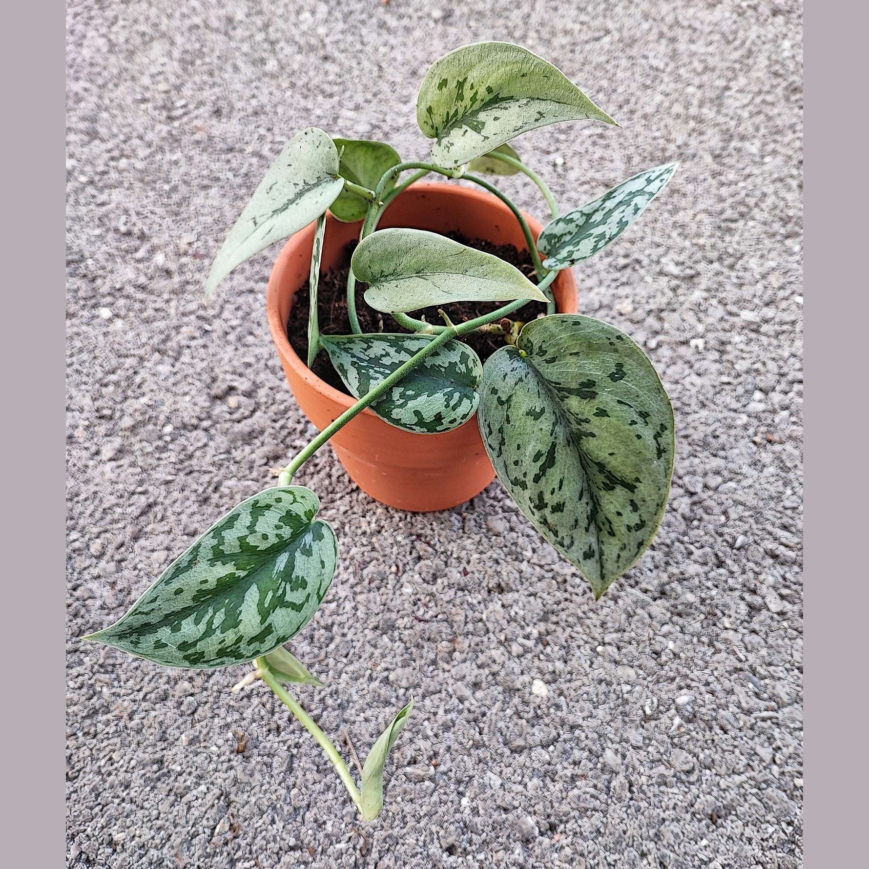 Scindapsus SILVER LADY, Rare plante argentée tombante monjungle