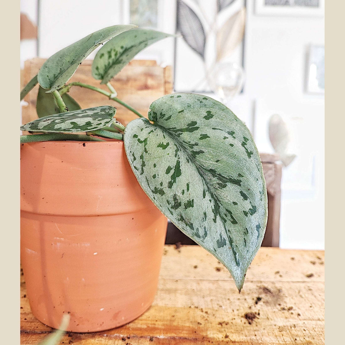 Scindapsus SILVER LADY, Rare plante argentée tombante monjungle
