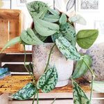 Scindapsus SILVER LADY, Rare plante argentée tombante monjungle