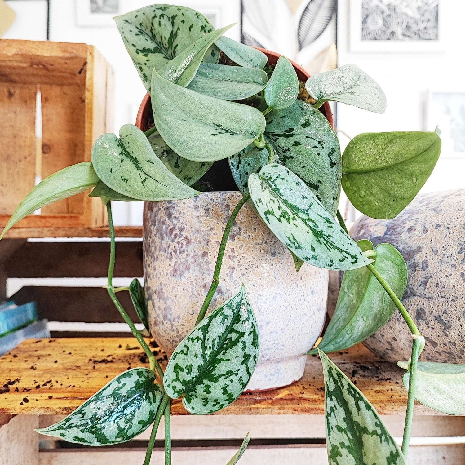 Scindapsus SILVER LADY, Rare plante argentée tombante monjungle