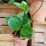 Hoya Parasitica Splash monjungle