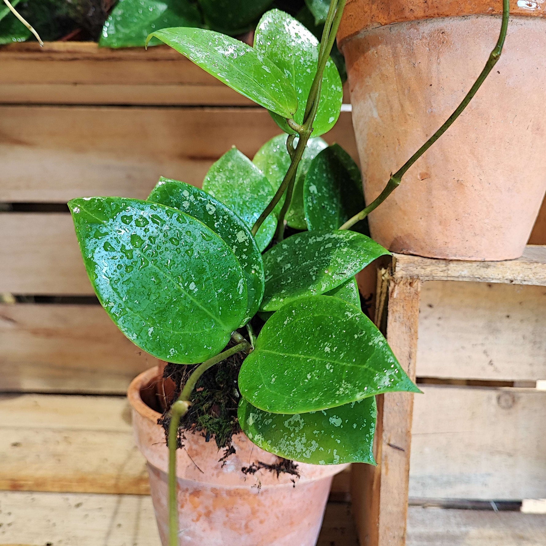 Hoya Parasitica Splash monjungle