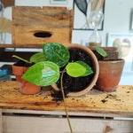 Hoya Parasitica Splash monjungle
