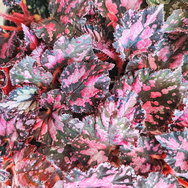 Begonia MAGIC COLOURS PINKPOP, Magnifique begonia plante bouture rose