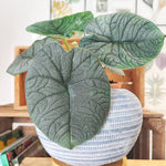 Rare Alocasia Rugosa bouture, Bouture 2/4 feuilles Alocasia Rugosa- Très belle bouture avec les feuilles épaisses