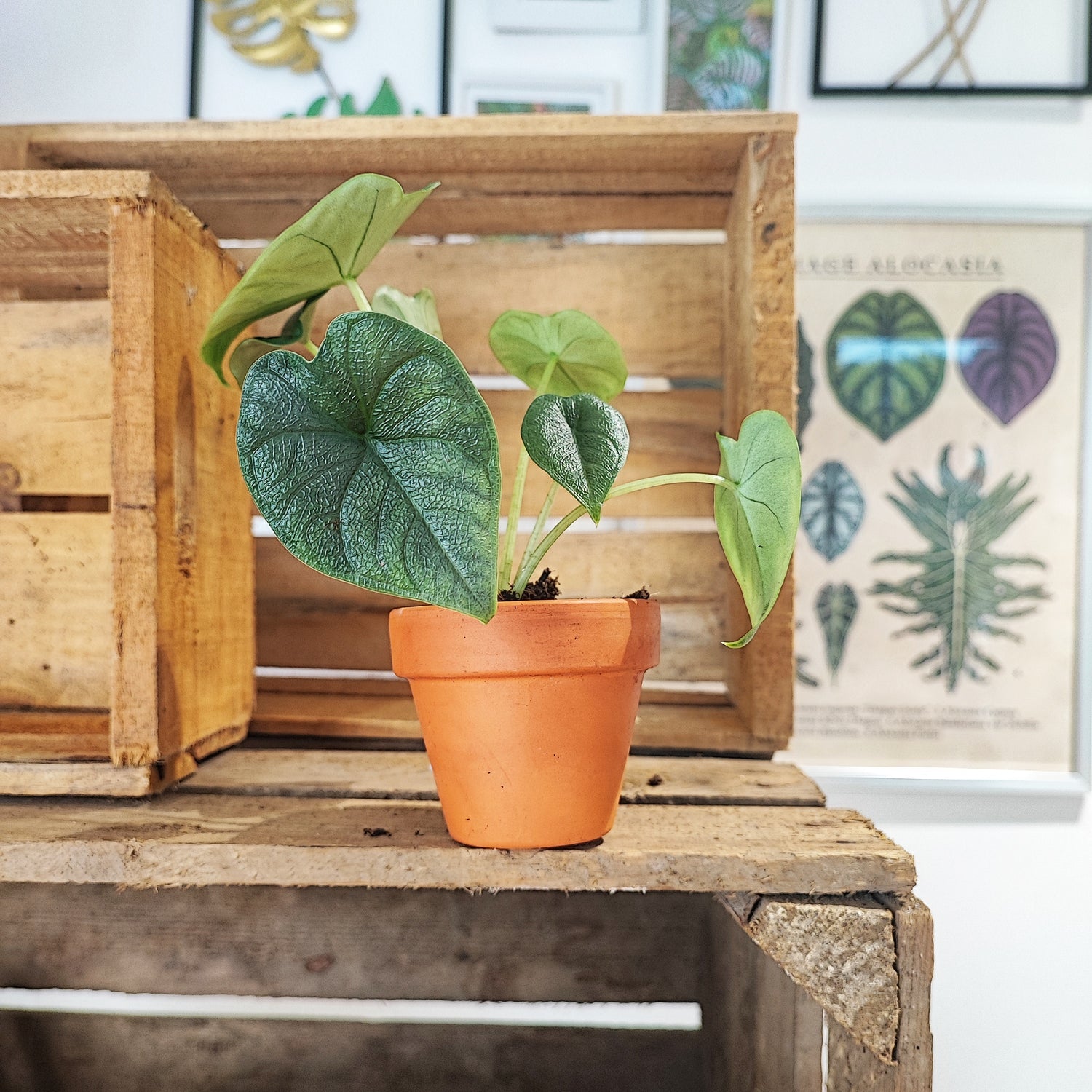 Rare Alocasia Rugosa bouture, Bouture 2/4 feuilles Alocasia Rugosa- Très belle bouture avec les feuilles épaisses