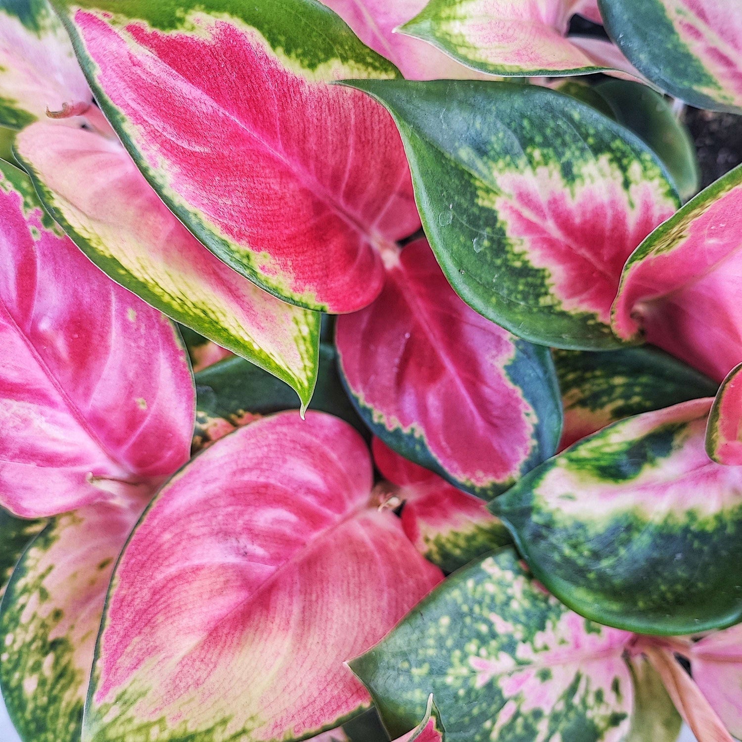 AGLAONEMA RED DRAGON cutting S , magnifique bouture avec feuilles roses monjungle