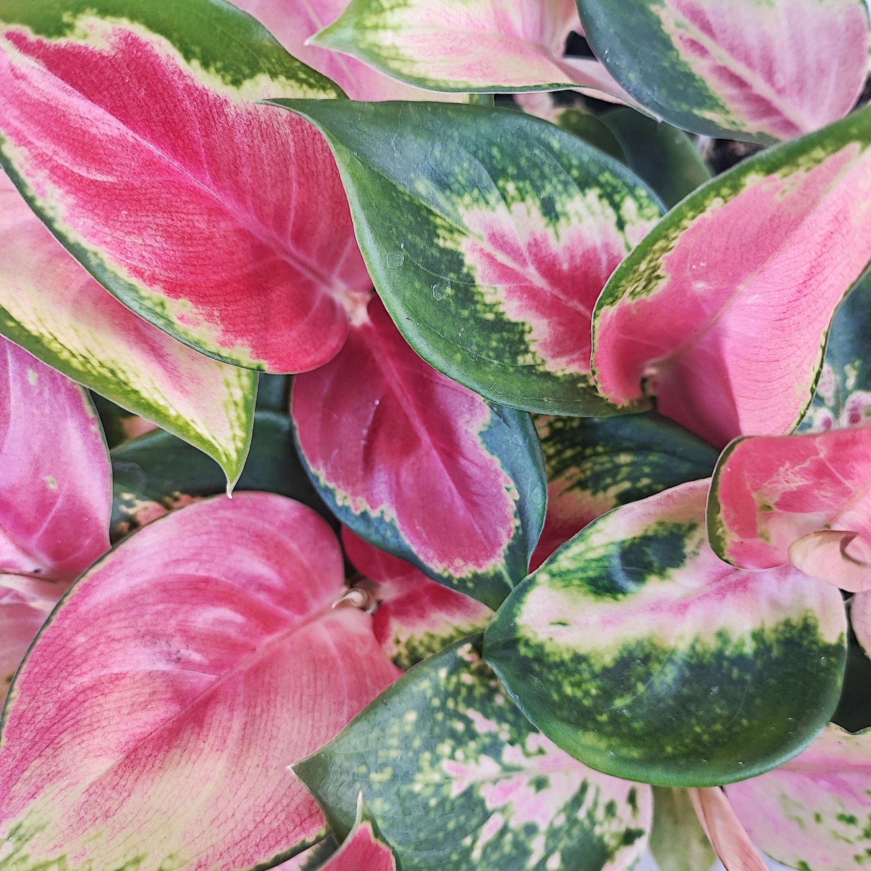 AGLAONEMA RED DRAGON cutting S , magnifique bouture avec feuilles roses monjungle