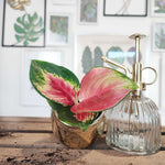 AGLAONEMA RED DRAGON cutting S , magnifique bouture avec feuilles roses monjungle