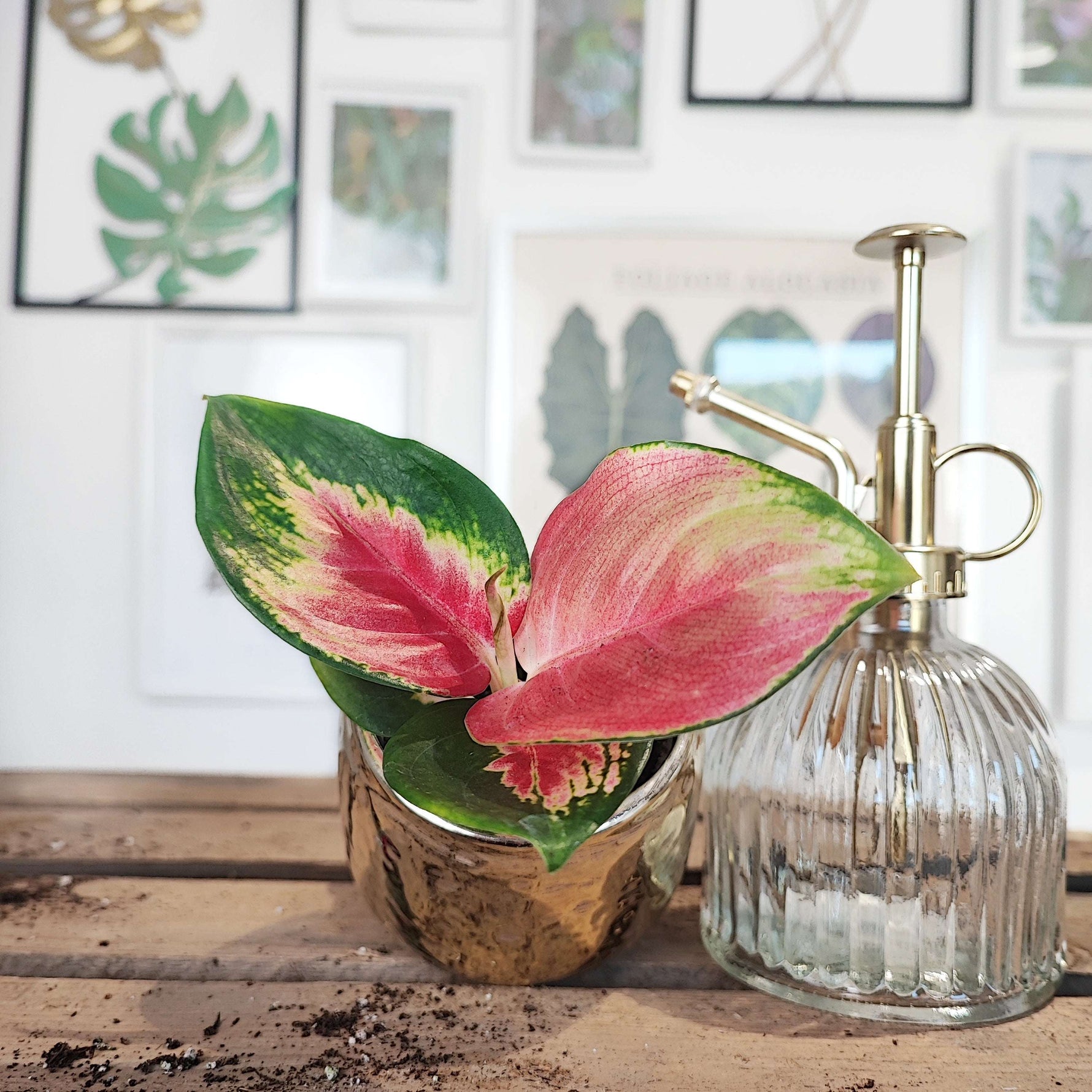 AGLAONEMA RED DRAGON cutting S , magnifique bouture avec feuilles roses monjungle