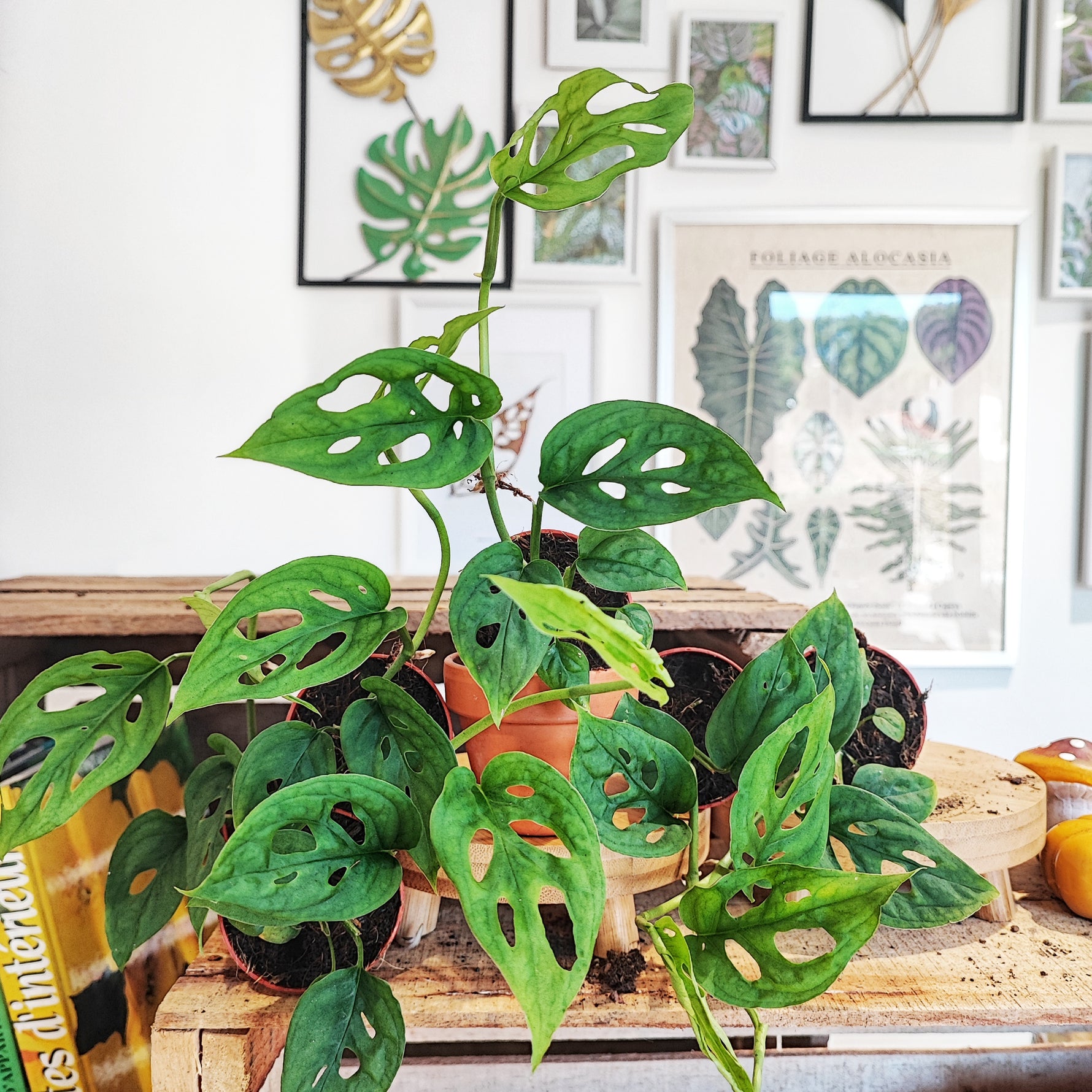 bouture monstera Monstera esqueleto XL windowed leaves – Monjungle