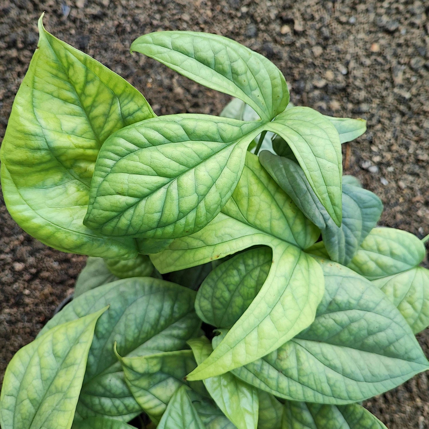 Amydrium medium silver monjungle
