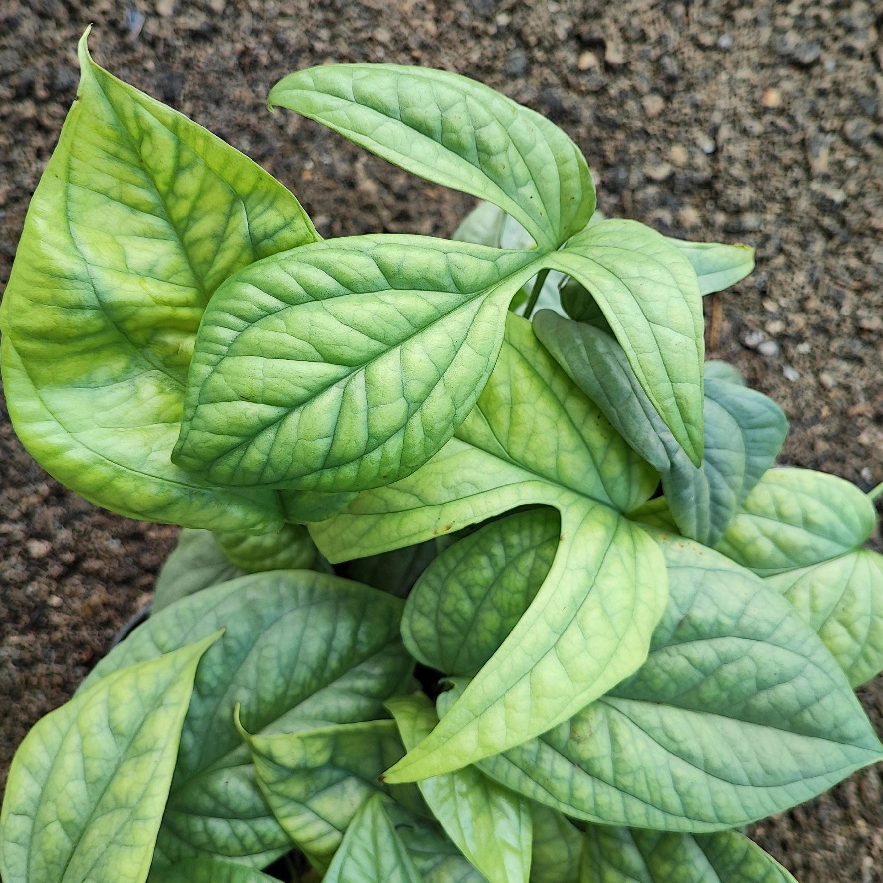 Amydrium medium silver monjungle