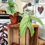 Amydrium medium silver monjungle