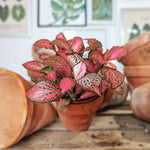 Fittonia verschaffeltii monjungle