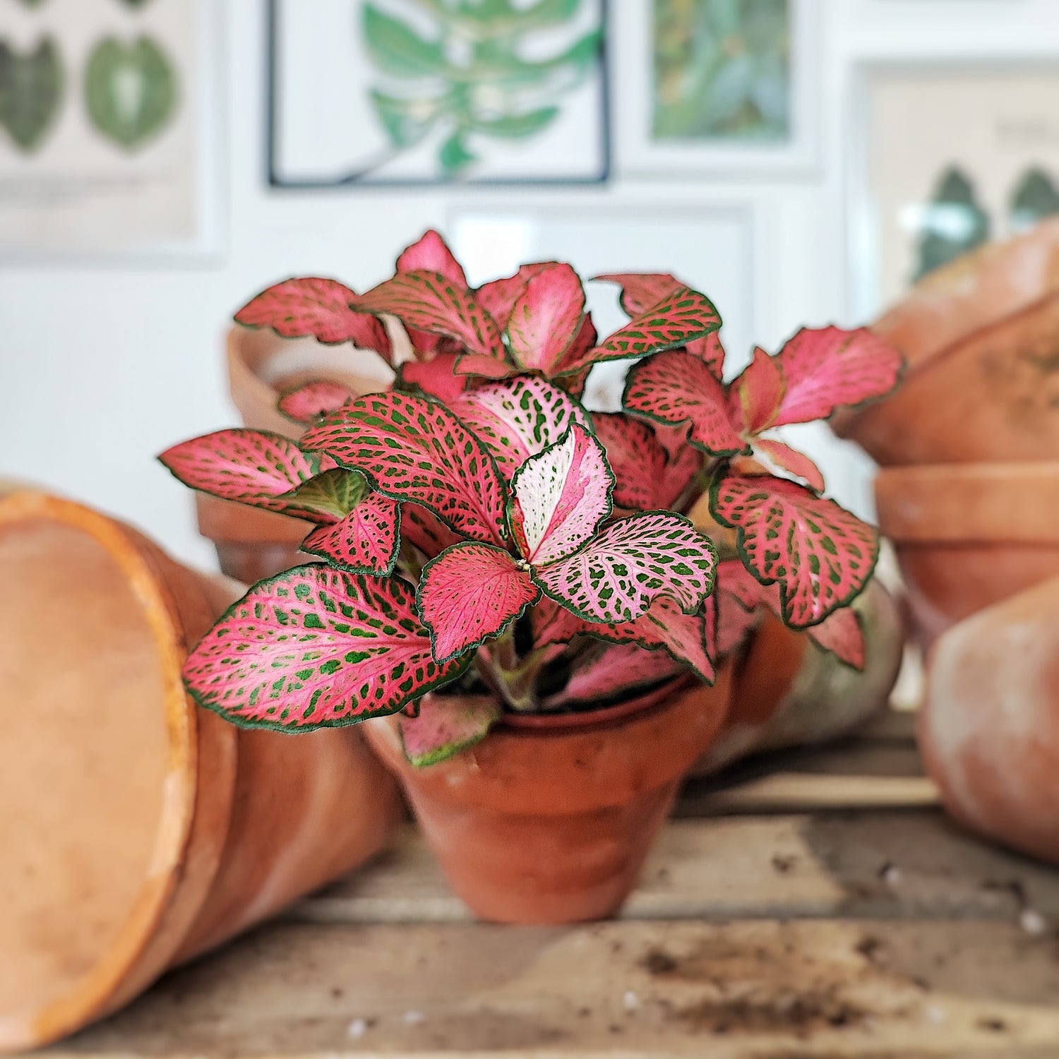 Fittonia verschaffeltii (Small Leaf), Magnificent house plant (and for the terrarium), Red leaf plant