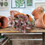 Fittonia rose- Fittonia Albivenis- plante nerveuse fittonia monjungle