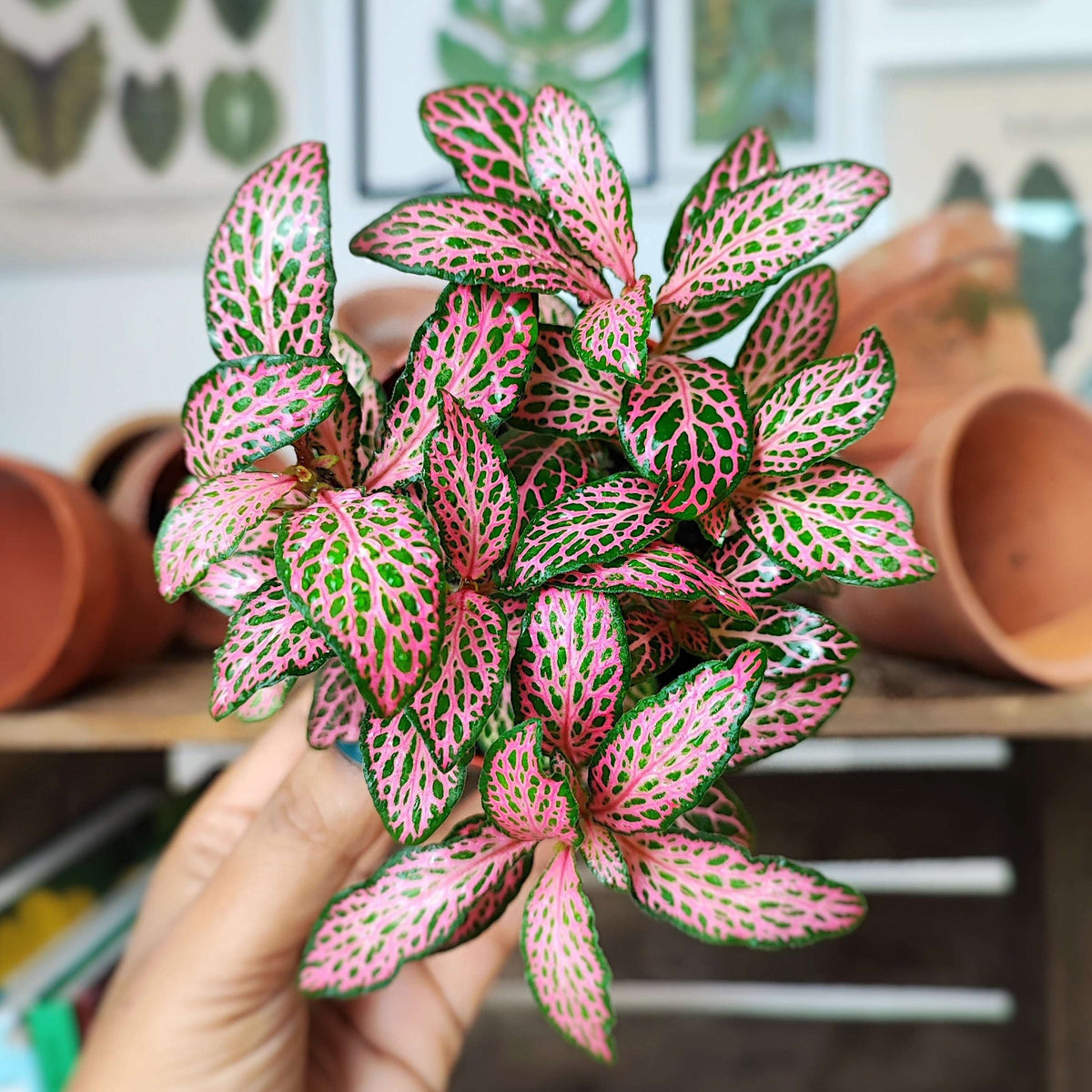 Fittonia rose- Fittonia Albivenis- plante nerveuse fittonia monjungle