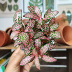 Fittonia rose- Fittonia Albivenis- plante nerveuse fittonia monjungle