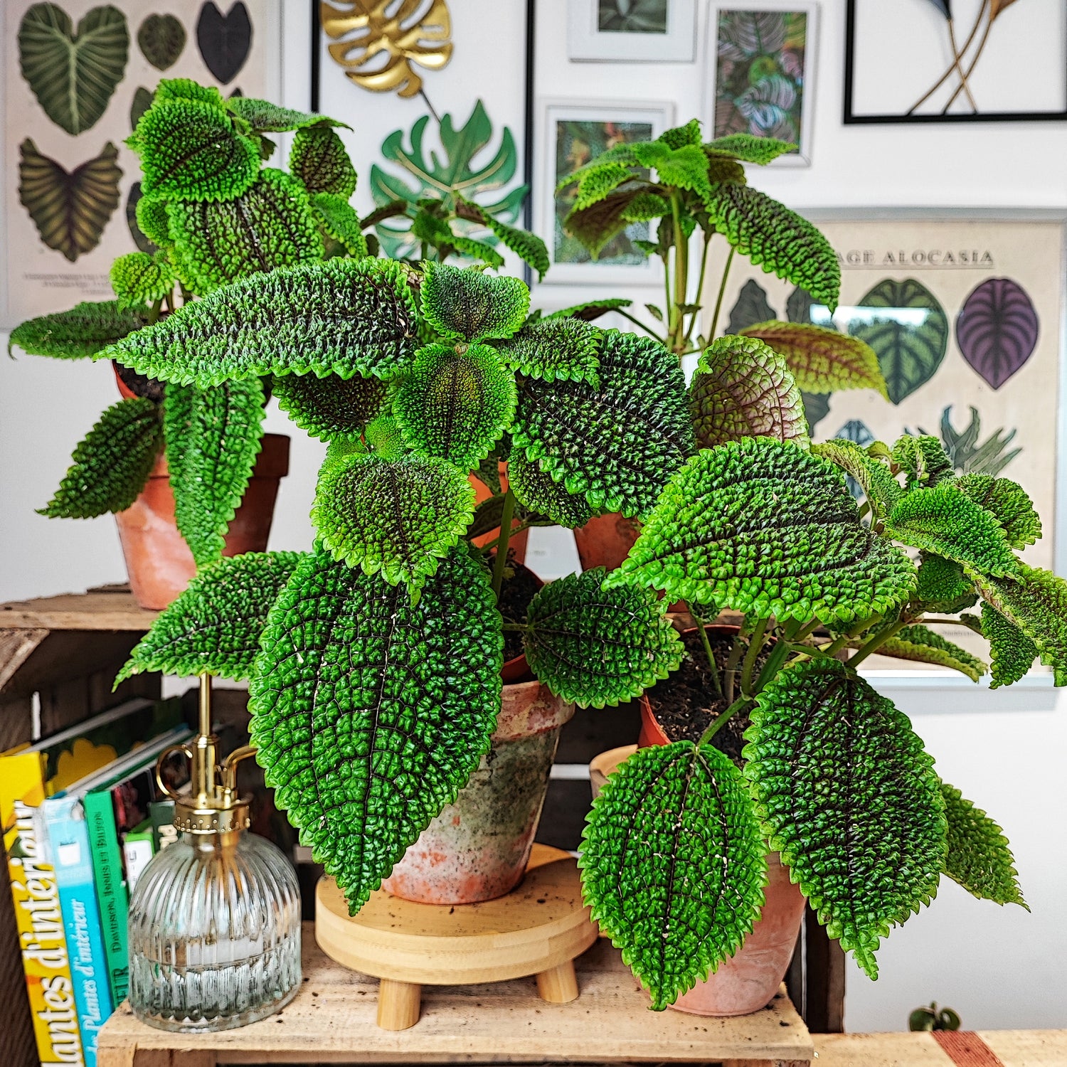 Pilea Involucrata Moon Valley (S), very ornamental foliage home cutting, Easy to keep plant, green and black leaves