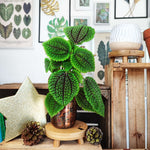 Pilea Involucrata Moon Valley monjungle