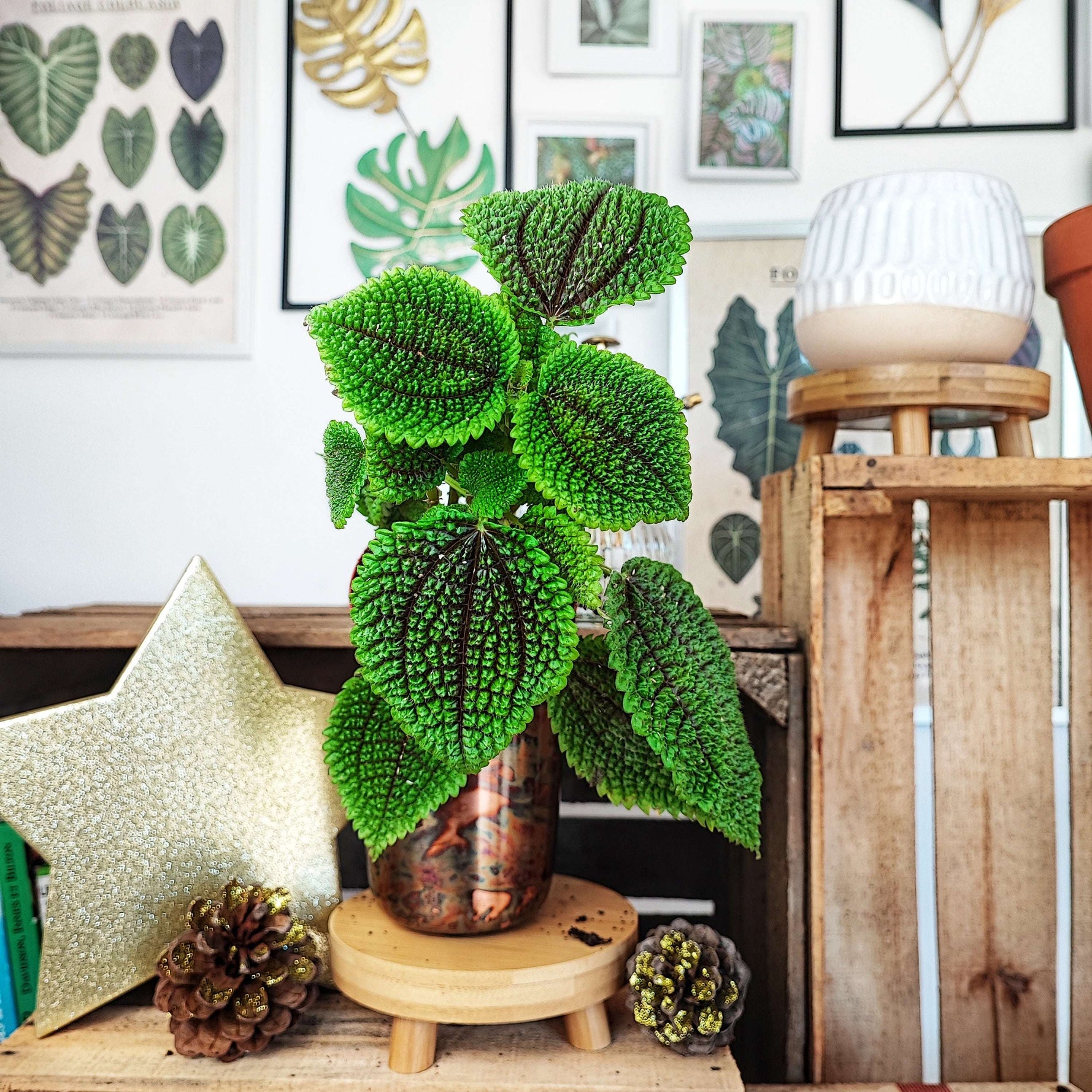 Pilea Involucrata Moon Valley monjungle