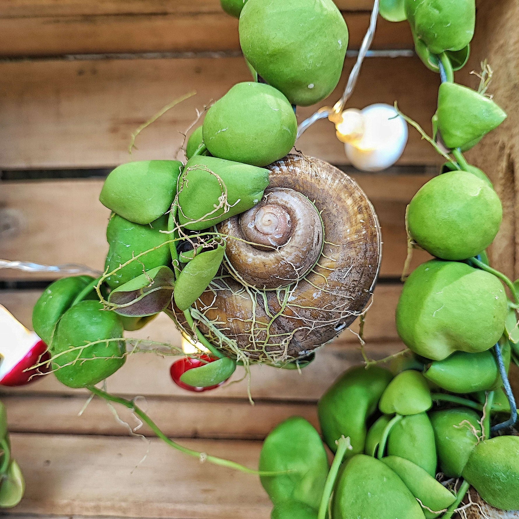 Dischidia imbricata sur coquillage monjungle