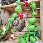 Dischidia imbricata sur coquillage monjungle