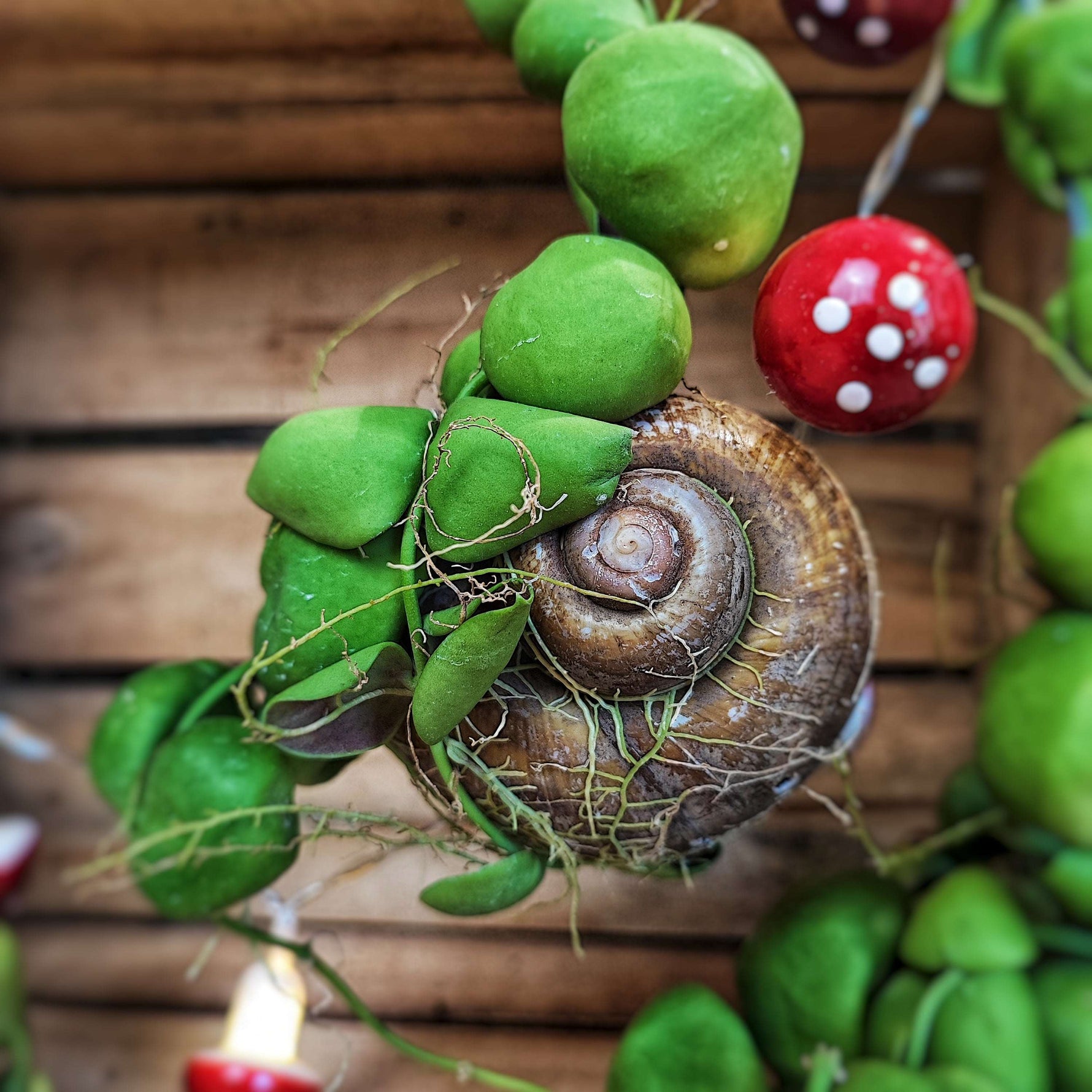 Dischidia imbricata sur coquillage monjungle