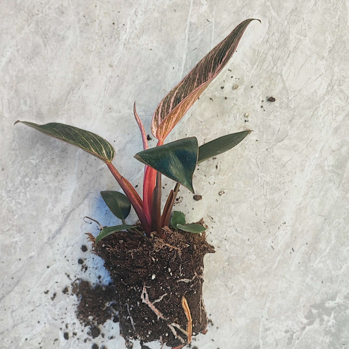 Philodendron Pink BIKINI monjungle