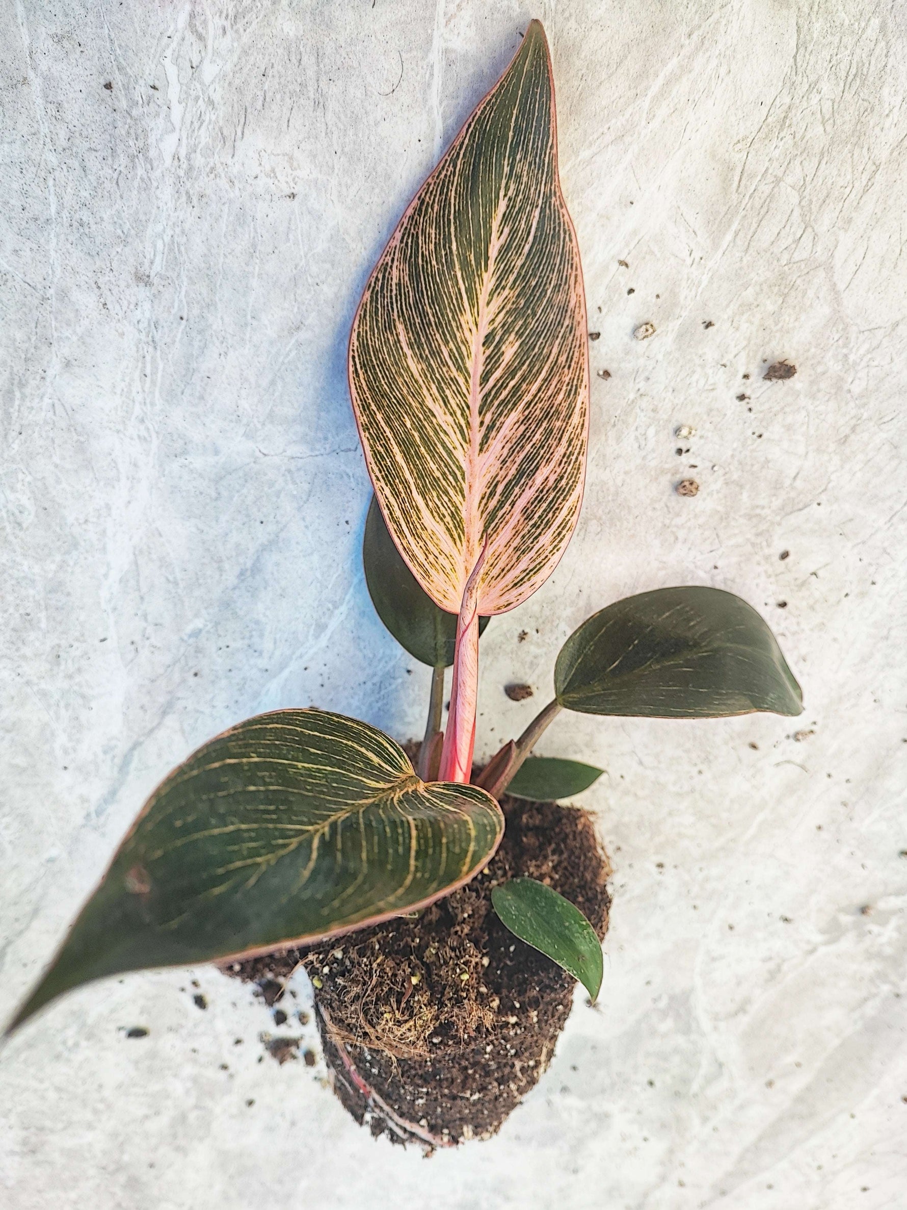 pink bikini philodendron Philodendron Pink Bikini – Bright pink leaves & veins – Monjungle