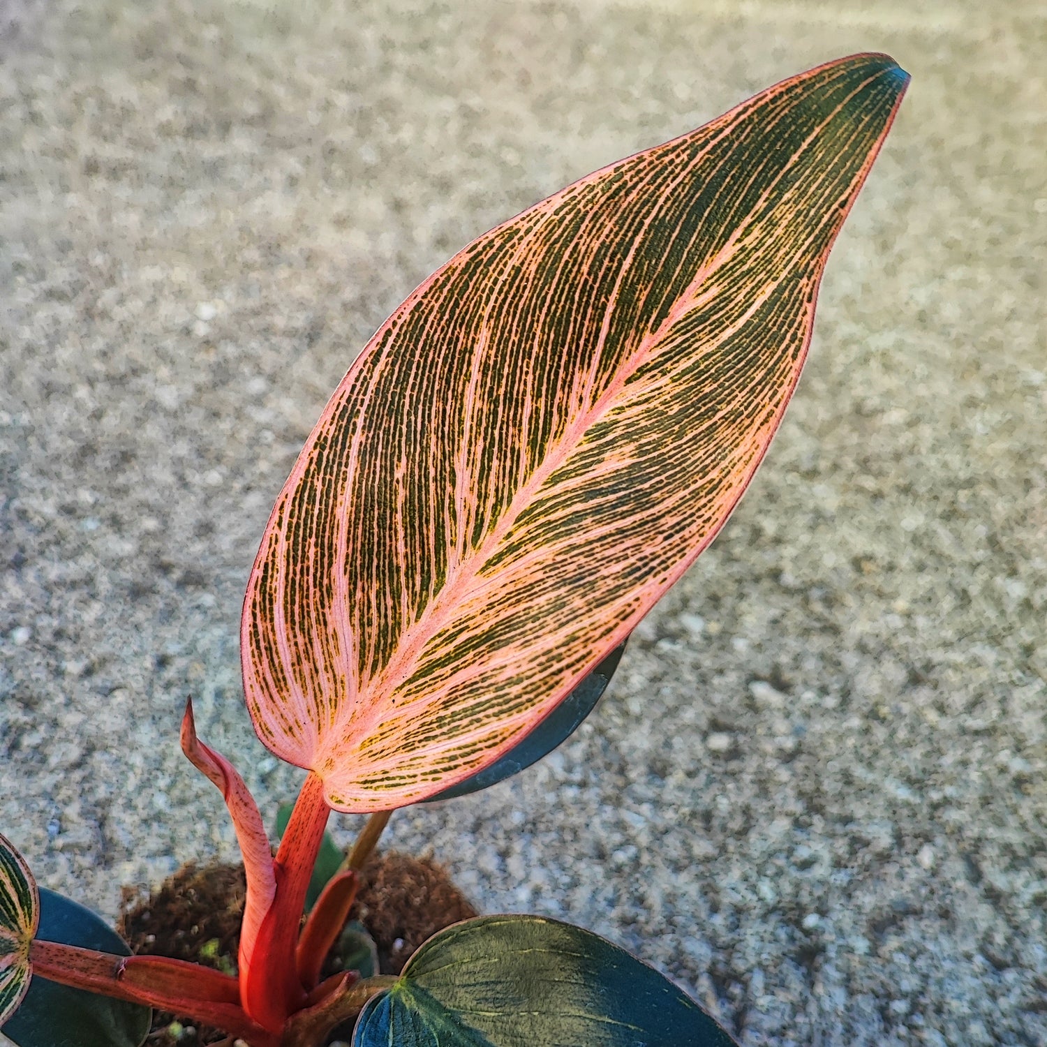 Philodendron Pink BIKINI, Magnificent pink houseplant, Rare plant with pink sinewy leaves (M)