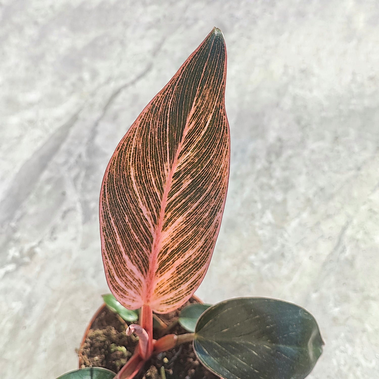 Philodendron Pink BIKINI, Magnificent pink houseplant, Rare plant with pink sinewy leaves (M)