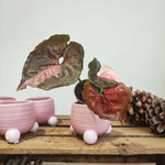 Syngonium Strawberry Ice bouture, Magnifique bouture 3 feuilles minimum monjungle