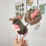 Syngonium Strawberry Ice bouture, Magnifique bouture 3 feuilles minimum monjungle