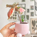 Syngonium Strawberry Ice bouture, Magnifique bouture 3 feuilles minimum monjungle