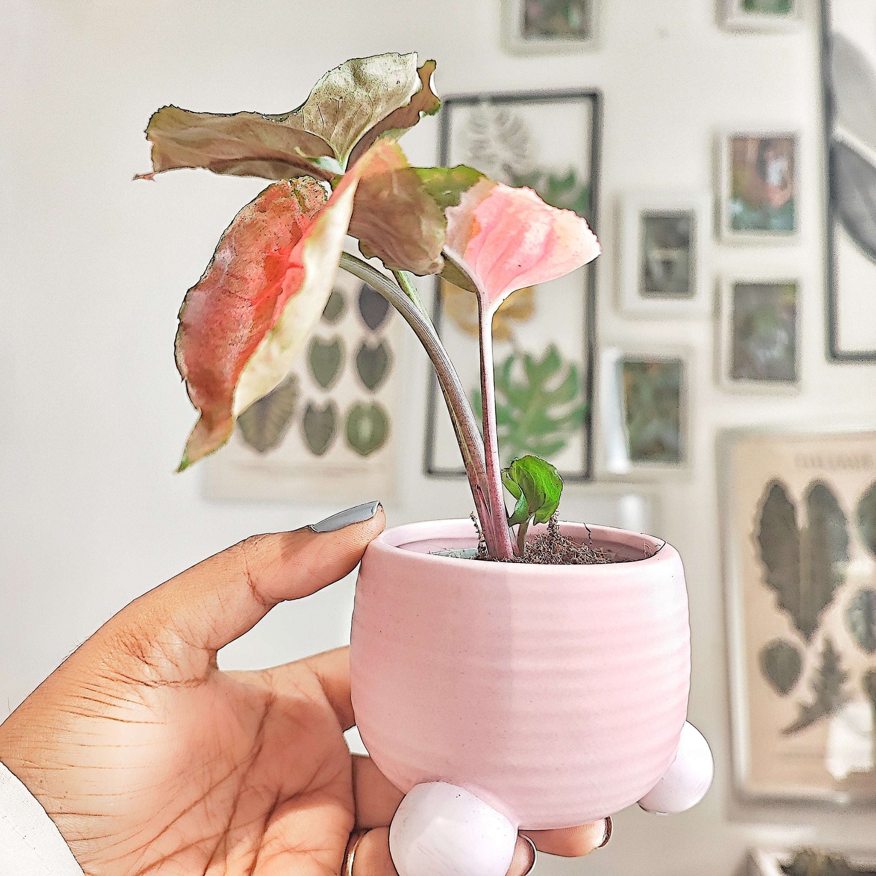 Syngonium Strawberry Ice bouture, Magnifique bouture 3 feuilles minimum monjungle