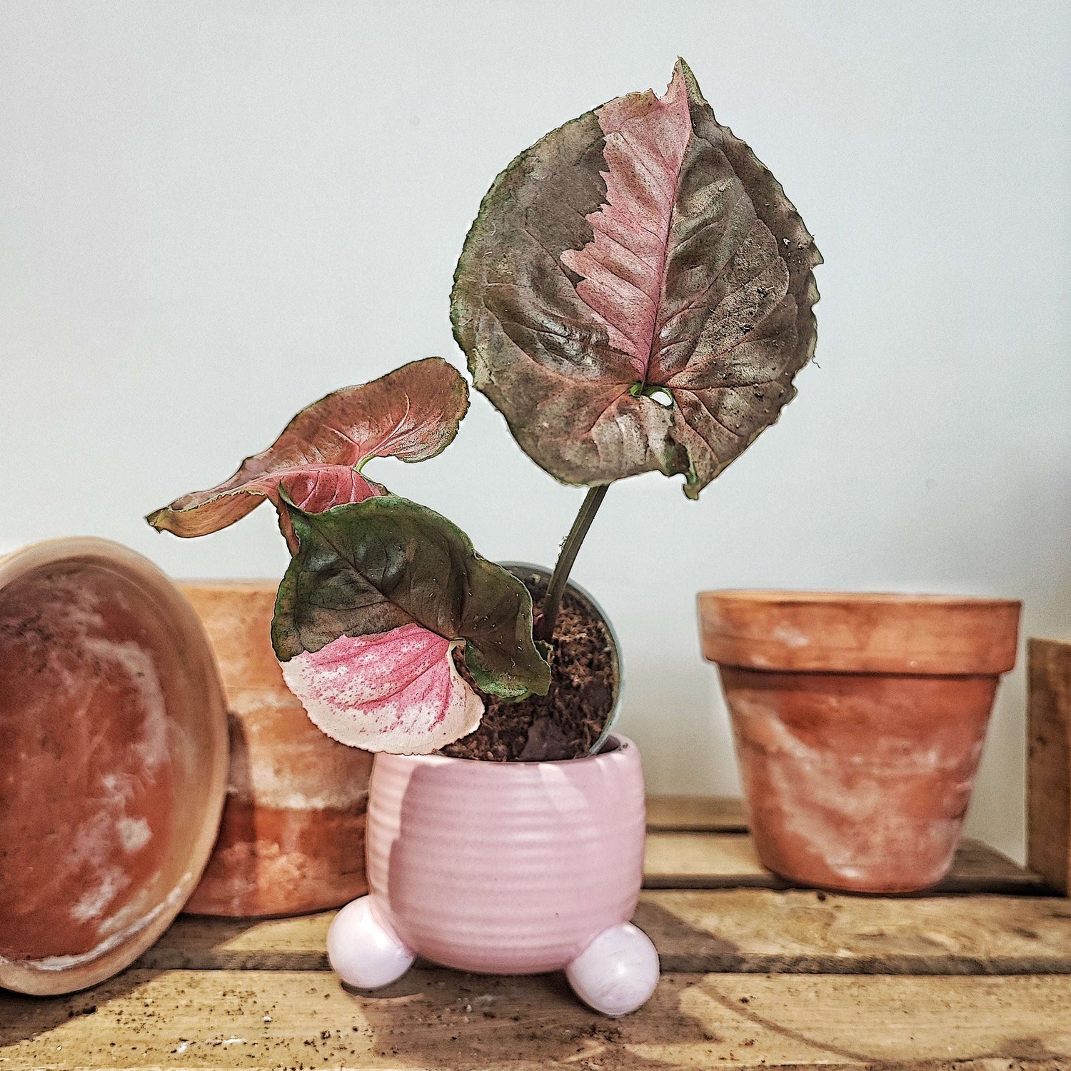 Syngonium Strawberry Ice bouture, Magnifique bouture 3 feuilles minimum monjungle