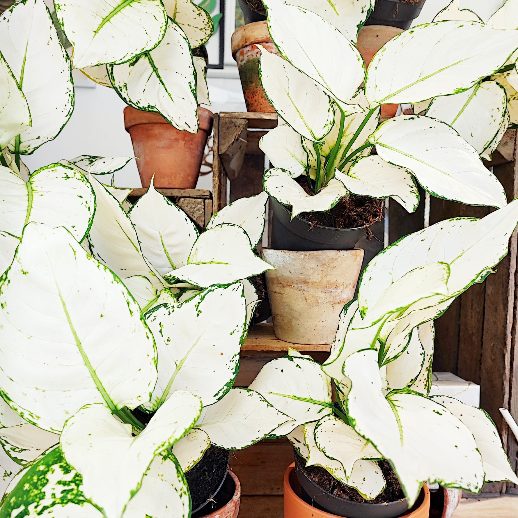 aglaonema white Aglaonema 'White Joy'