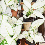 Aglaonema WHITE JOY - Très belle aglaonema blanche avec les feuilles magnifiques bouture super white, Extrême rare spécialité plante - monjungle