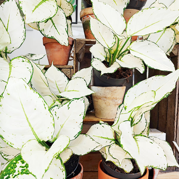 Aglaonema WHITE JOY - Très belle aglaonema blanche avec les feuilles magnifiques bouture super white, Extrême rare spécialité plante - monjungle
