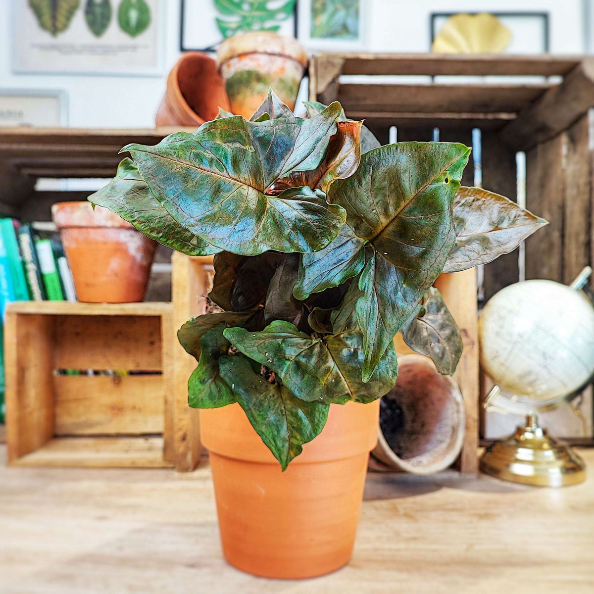 Syngonium BROCANTE DARK monjungle